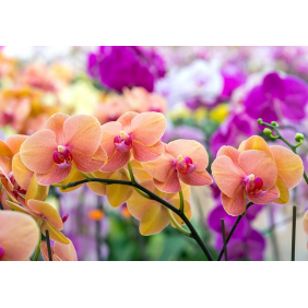 Цветы орхидеи фаленопсиса