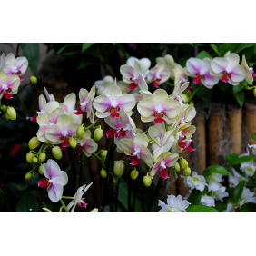 Белые орхидеи на тёмном фоне