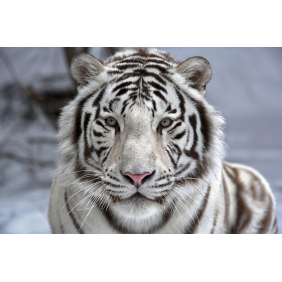 Белый тигр зимой