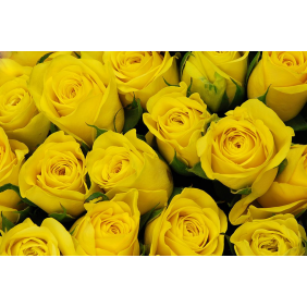 Желтые бутоны роз