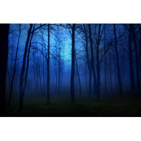 Осенняя ночь в лесу