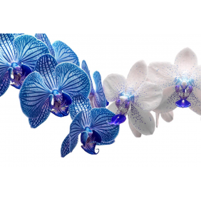 Белые и голубые цветы орхидеи