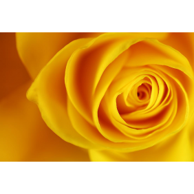 Жёлтая роза крупным планом