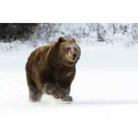 Бегущий медведь-шатун