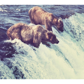 Медведи ловят лосося на нересте
