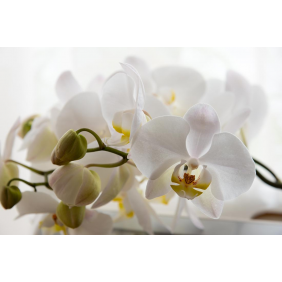 Прекрасная белая орхидея