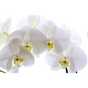 Белая орхидея на белом фоне