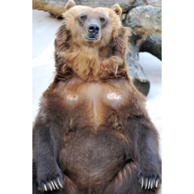 Сидячий медведь