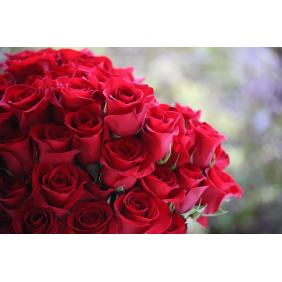 Красные розы с фоном