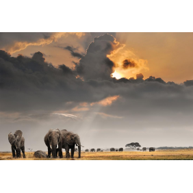 Лучи солнца над пастбищем слонов (4500х3000)