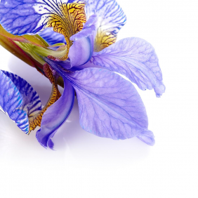 Цветок голубого ириса