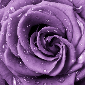 Блеск капель воды на лепестках фиолетовой розы