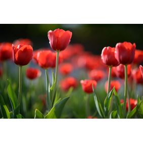 Красные тюльпаны под солнечным светом