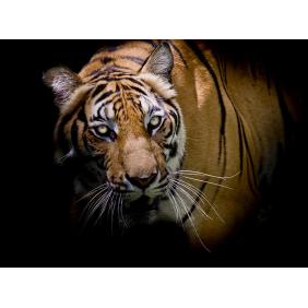 Оценивающий взгляд тигра