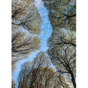 Кроны деревьев на фоне неба