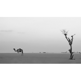 Дерево и верблюд