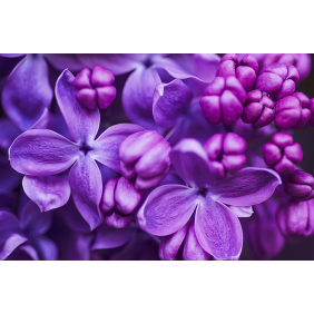 Пурпурно-синие цветы сирени