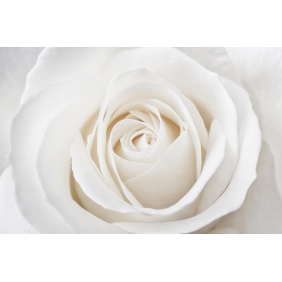 Нежная белая роза