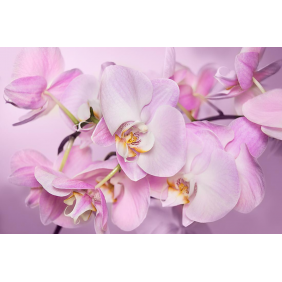 Красота розовых цветов орхидеи