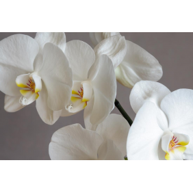 Белая орхидея на сером фоне