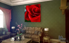 Постер «Лепестки красной розы»