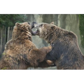 Медвежья битва