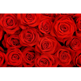 Красные розы, бутоны