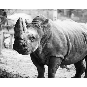 Сила носорога