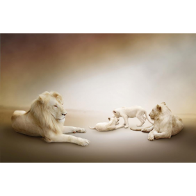 Семейство львов-альбиносов