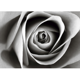 Чёрно-белая роза