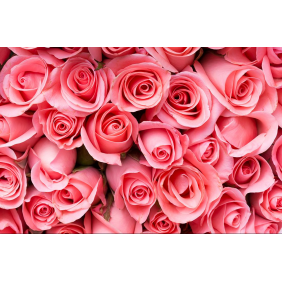 Бутоны розовых роз