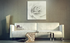 Постер «Бутон белой розы»
