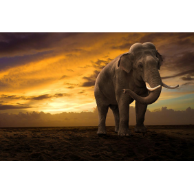 Слон на закате