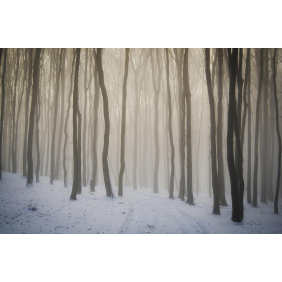 Туманная дорога в зимнем лесу