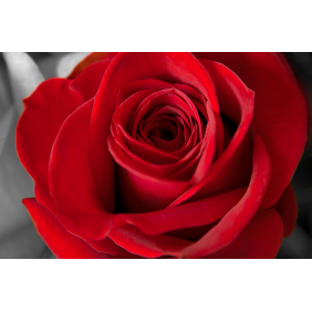 Красная роза на чёрно-белом фоне