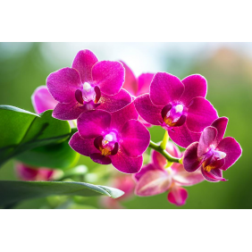 Ветка орхидеи