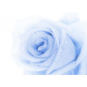Нежно-голубая роза с каплями воды