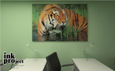 Фотообои «Тигр в воде», коллекция «Животные»