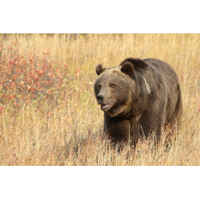 Бурый медведь в осенней траве