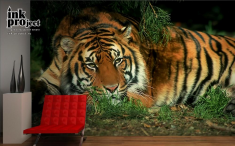 Фотообои «Тигр», коллекция «Животные»