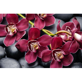 Цветы красной орхидеи
