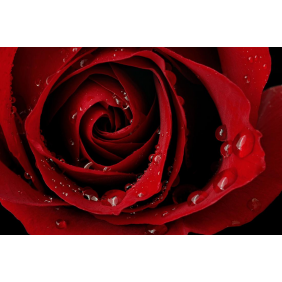 Капли росы на лепестках красной розы