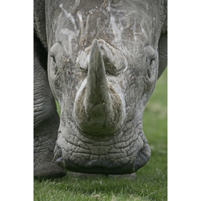 Взгляд носорога