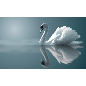 Лебедь и отражение
