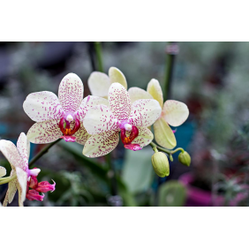 Орхидея Молли