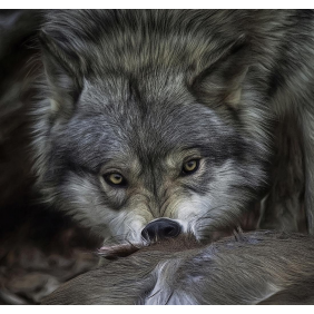 Взгляд волка