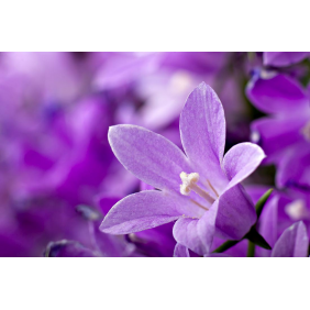 Фиолетовый цветок (4500х3000)