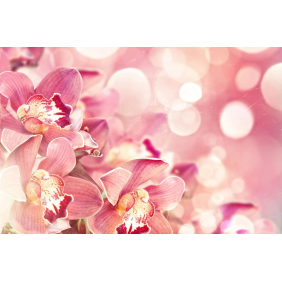 Розовая орхидея в лучах солнца