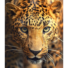 Тяжёлый взгляд леопарда