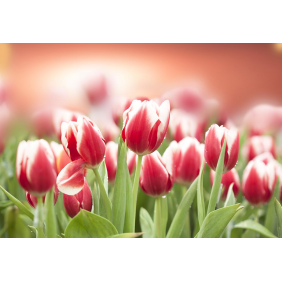 Цветы тюльпанов